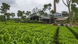 নোয়াপাড়া চা বাগানে ৮৫০ শ্রমিকের কর্মবিরতি, মজুরি বকেয়ায় অনিশ্চয়তা