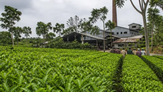 নোয়াপাড়া চা বাগানে ৮৫০ শ্রমিকের কর্মবিরতি, মজুরি বকেয়ায় অনিশ্চয়তা