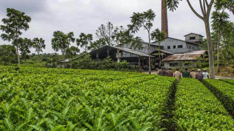 নোয়াপাড়া চা বাগানে ৮৫০ শ্রমিকের কর্মবিরতি, মজুরি বকেয়ায় অনিশ্চয়তা